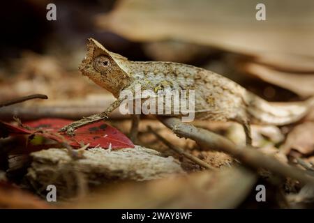 Caméléon à feuilles brunes - Brookesia (Chamaeleo) superciliaris ou caméléon à queue cylindrique, petit lézard de Madagascar, imite celui d'une feuille morte, co. Brune Banque D'Images