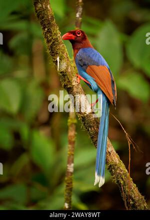 Sri Lanka ou Ceylan Blue-Magpie - Urocissa ornata oiseau aux couleurs vives Corvidés au Sri Lanka, chassant dans la canopée dense, bleu, rouge magpi coloré Banque D'Images