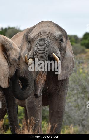 Éléphants africains à Addo en Afrique du Sud Banque D'Images