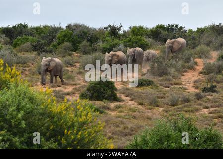 Éléphants africains à Addo en Afrique du Sud Banque D'Images