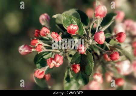 Rouge, bourgeons de fleur de pommier non ouverts, vue de face sur fond vert. Banque D'Images