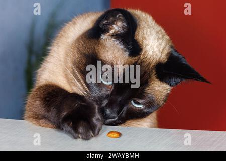 Portrait d'un chat siamois essayant d'atteindre une collation avec sa patte. L'animal s'intéresse à la nourriture. Banque D'Images