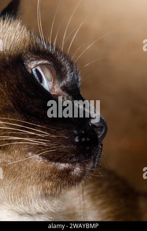 Portrait de profil d'un chat siamois. Vue rapprochée de la lentille d'un oeil de chat. Banque D'Images