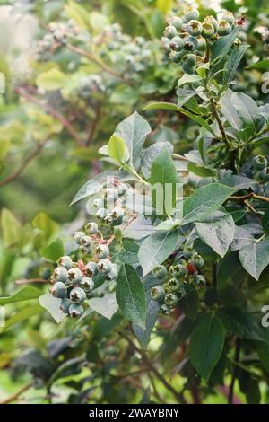 Fruits de myrtilles vertes sur branche d'arbre et fond défocalisé à la plantation privée. Mûrissement encore des baies vertes. Buisson de myrtilles bio dans countr Banque D'Images