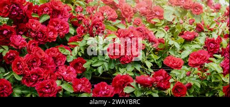 Bordure herbacée de roses rouges vives dans un jardin de campagne Cottage à la Lituanie. Banque D'Images