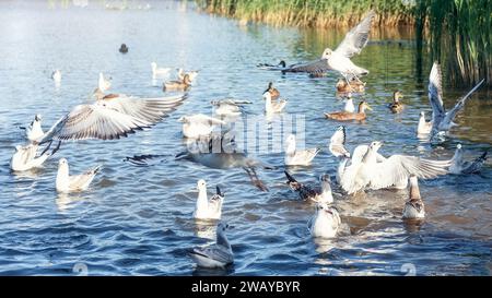 Les oiseaux s'amusent et se baignent dans un étang de la ville par une journée ensoleillée d'été. Banque D'Images