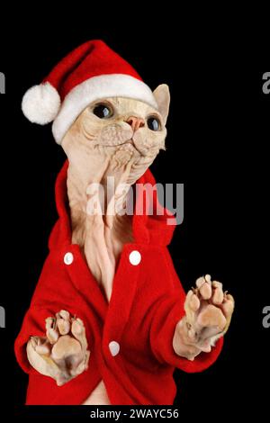 Chaton sphynx rose sans poils en costume de père Noël rouge avec de grands yeux mignons souriant et posant pour la caméra. La photo convient comme carte de voeux, il y a spa Banque D'Images