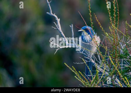 Un maquis californica de Californie (Aphelocoma californica) est assis sur une branche à Woodland Hills, Californie, États-Unis Banque D'Images