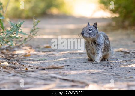 Un écureuil terrestre californien (Otospermophilus beecheyi) s'arrête sur un sentier de randonnée à Los Angeles, Californie, États-Unis Banque D'Images