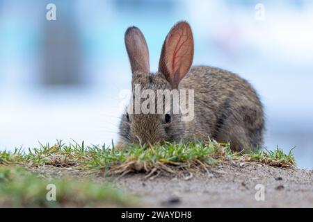 Un bébé lapin à cottontail du désert (Sylvilagus audubonii) mange de l'herbe à Oxnard, Californie, États-Unis Banque D'Images