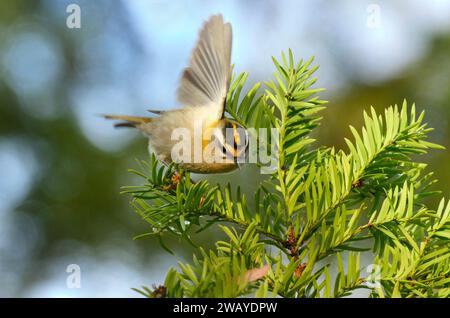 Berlin, Allemagne. 12 décembre 2023. 12.12.2023, Berlin. Un goldcrest (Regulus regulus) vole entre les branches d'un if un jour de décembre. Les crêtes dorées sont parmi les plus petits oiseaux d'Europe. Crédit : Wolfram Steinberg/dpa crédit : Wolfram Steinberg/dpa/Alamy Live News Banque D'Images