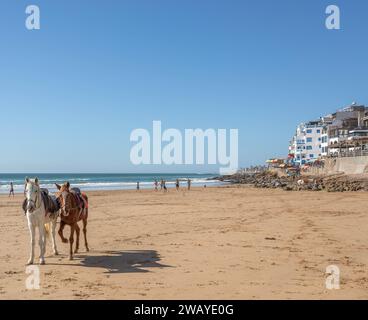 Chevaux sur la plage de sable dans le village de pêcheurs de Taghazout, Maroc, Afrique du Nord. Banque D'Images