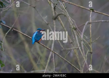 Femelle Kingfisher en hiver. Banque D'Images