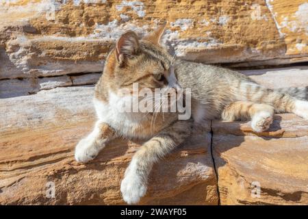 Un chat gingembre repose paisiblement sur un rocher de grès, regardant somnolent au loin Banque D'Images