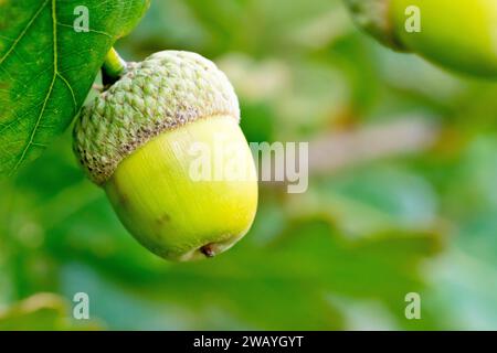 Chêne anglais ou chêne pédonculé (quercus robur), gros plan montrant un gland ou un fruit mûrissant sur la branche d'un arbre, isolé du fond. Banque D'Images