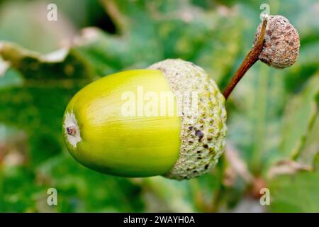 Chêne anglais ou chêne pédonculé (quercus robur), gros plan montrant un gland ou un fruit mûrissant sur la branche d'un arbre. Banque D'Images