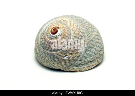 Gros plan d'un petit coquillage de la famille umbonium des mollusques gastéropodes marins, communément appelés boutonnières, isolé sur fond blanc. Banque D'Images