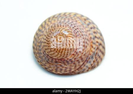 Gros plan d'un petit coquillage de la famille umbonium des mollusques gastéropodes marins, communément appelés boutonnières, isolé sur fond blanc. Banque D'Images