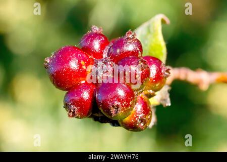 Chèvrefeuille (lonicera periclymenum), gros plan montrant les baies rouges bien emballées que l'arbuste grimpant commun produit à l'automne. Banque D'Images