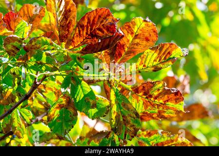 Horse Chestnut ou Conker Tree (aesculus hippocastanum), gros plan montrant les feuilles supérieures ensoleillées de l'arbre lorsqu'elles changent de couleur au début de l'automne. Banque D'Images