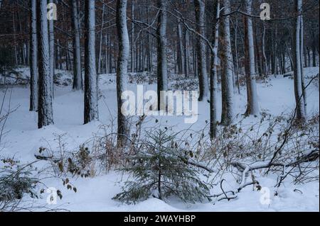 Un petit pin est entouré d'un peuplement d'arbres matures dans une forêt enneigée. Banque D'Images