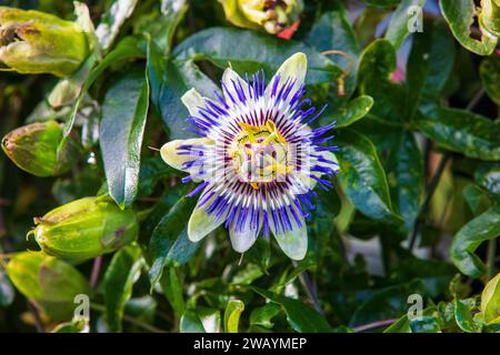 passiflora caerulea fleur de passion bleue Banque D'Images