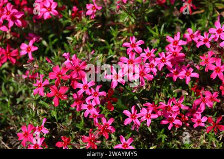 Une photo de fond en gros plan d'un lit de fleurs de phlox de mousse rose Banque D'Images