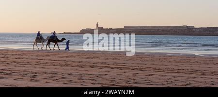 Deux chameaux sont conduits sur une plage de sable avec une île derrière avec une tour lors d'une soirée d'hiver à Essaouira, Maroc, le 7 janvier 2024 Banque D'Images