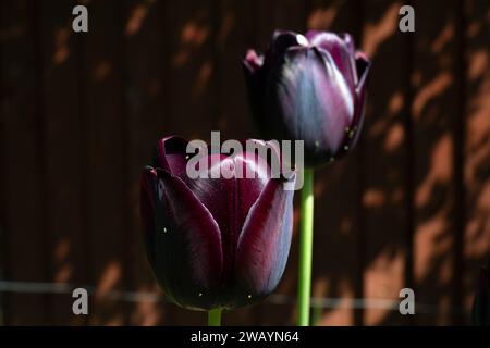 Royaume-Uni, Angleterre, Londres, Ealing, Black Tulip fleurit « Reine de la nuit » dans un jardin arrière londonien Banque D'Images