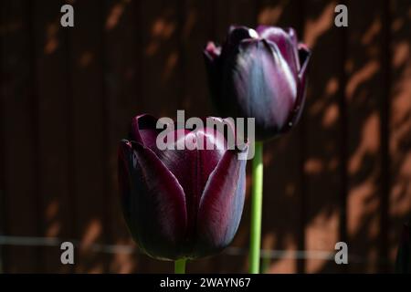 Royaume-Uni, Angleterre, Londres, Ealing, Black Tulip fleurit « Reine de la nuit » dans un jardin arrière londonien Banque D'Images