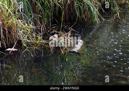 Royaume-Uni, Angleterre, Londres, Ealing, Young Moorhens in the Lake at Walpole Park Banque D'Images