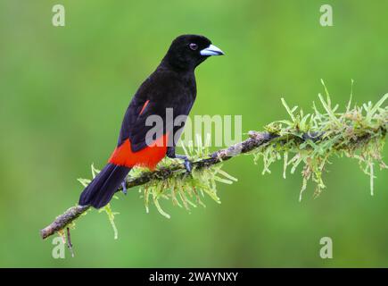 Ramphocelus passerinii, mâle de Tanager (Ramphocelus passerinii), Laguna del Lagarto Eco Lodge, Boca Tapada, Alajuela, Costa Rica. Banque D'Images