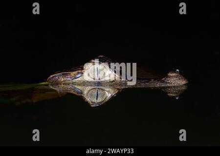 Caïman à lunettes (Caiman crocodilus) dans un lac la nuit avec réflexion, Laguna del Lagarto Eco Lodge, Boca Tapada, Alajuela, Costa Rica. Banque D'Images