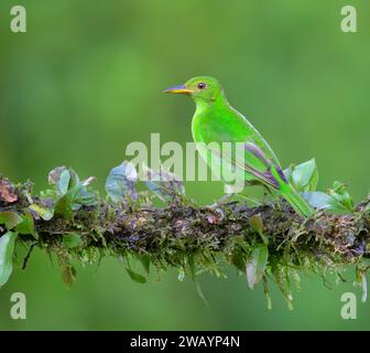 Chlorophanes spiza femelle, Laguna del Lagarto Eco Lodge, Boca Tapada, Alajuela, Costa Rica. Banque D'Images