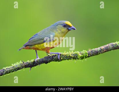 Euphonia (Euphonia gouldi) mâle, Laguna del Lagarto Eco Lodge, Boca Tapada, Alajuela, Costa Rica. Banque D'Images