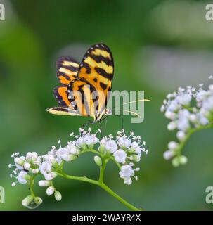 Tigre d'Ismenius ou aileron rayé de tigre (Heliconius ismenius) se nourrissant de fleurs de Palicourea acuminé dans la canopée de forêt tropicale, Costa Rica Banque D'Images