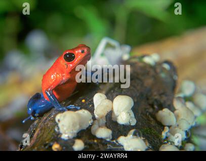 Blue Jeans ou fraise poison grenouille (Oophaga pumilio) parmi de petits champignons sur une bûche d'arbre mort, Station biologique de la Selva, province de Heredia, C Banque D'Images