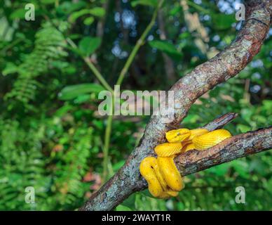 Vipère de palmier à cils (Bothriechis schlegelii) enroulé autour d'une branche d'arbre dans la forêt tropicale, Cahuita National Park, province de Limon, Costa Rica. Banque D'Images