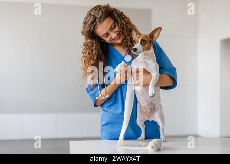 Vétérinaire femelle avec les cheveux bouclés bandant la patte d'un chien Banque D'Images