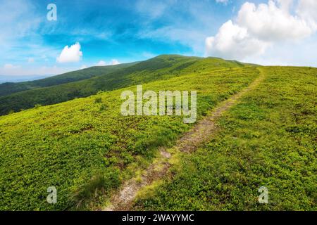 chemin jusqu'à la colline escarpée. paysage montagneux des carpates en été. paysage alpin herbeux des hautes terres ukrainiennes sur une journée ensoleillée avec des nuages moelleux sur le Banque D'Images