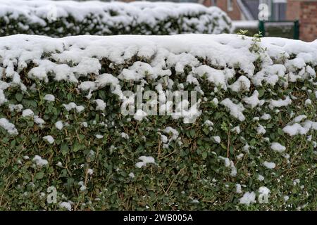 Haie privée avec des feuilles vertes couvertes de neige en hiver Banque D'Images
