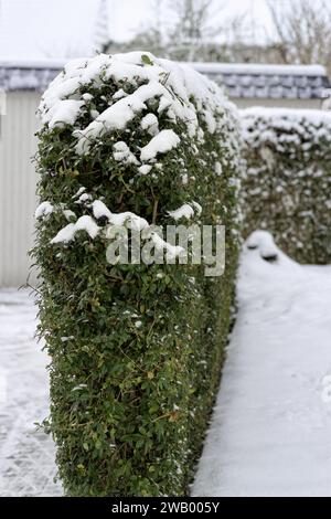 Haie privée avec des feuilles vertes couvertes de neige en hiver Banque D'Images