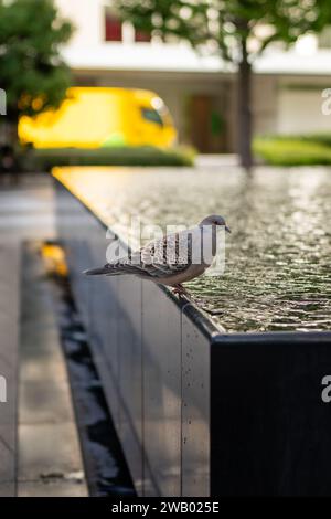 colombe debout sur le bord d'une piscine réfléchissante dans un quartier d'affaires de tokyo japon Banque D'Images