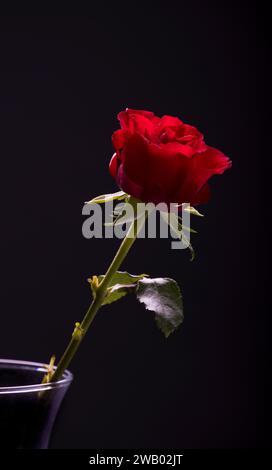 Rose romantique rouge Saint-Valentin dans fond noir vase Banque D'Images