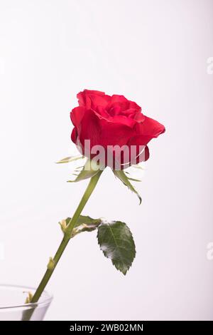 Romantique Rouge Saint Valentin Rose fond blanc Banque D'Images