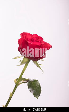 Romantique Rouge Saint Valentin Rose fond blanc Banque D'Images