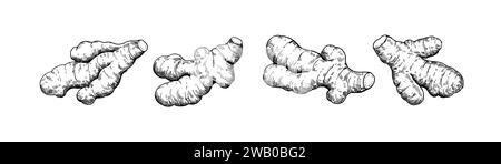 Ensemble de racines de gingembre dans le style de gravure. Illustration de l'encre noir et blanc. Illustration de Vecteur