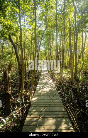 Promenade en ligne droite à travers la forêt sur Sand Fly Island dans les Everglades Banque D'Images