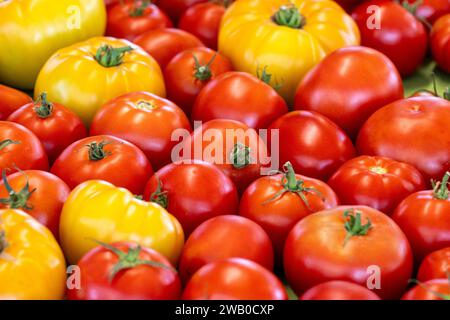 Une exposition de diverses tomates fraîches récoltées pour la vente dans une épicerie. Le produit est de couleur jaune, rouge et orange vibrante avec une peau ferme et brillante. Banque D'Images