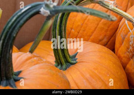 Gros plan de plusieurs grandes citrouilles rondes oranges vibrantes pour Halloween. Les tiges de vigne séchées ont une texture coriacre de rayures vertes. Banque D'Images